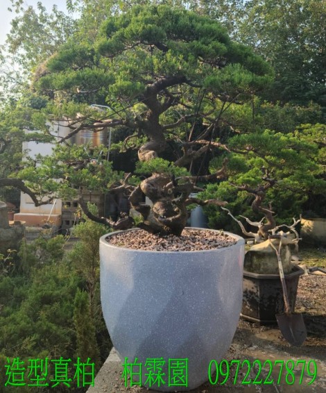 真柏,柏霖園行動版網頁,陳宥霖0972-227879,造型真柏盆景,庭園樹苗,買賣,批發