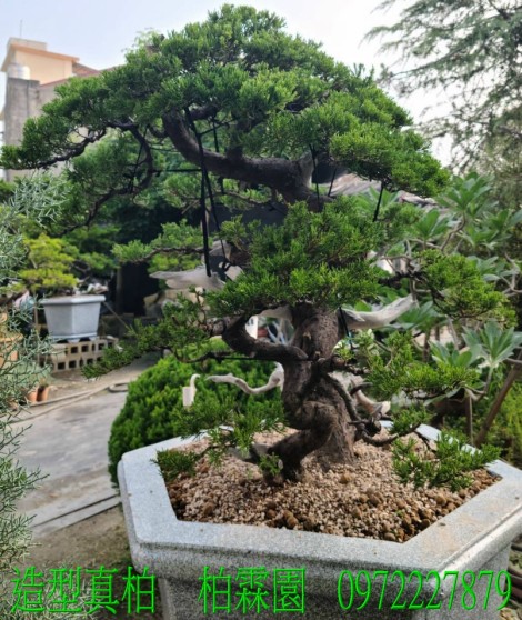 真柏,柏霖園行動版網頁,陳宥霖0972-227879,造型真柏盆景,庭園樹苗,買賣,批發