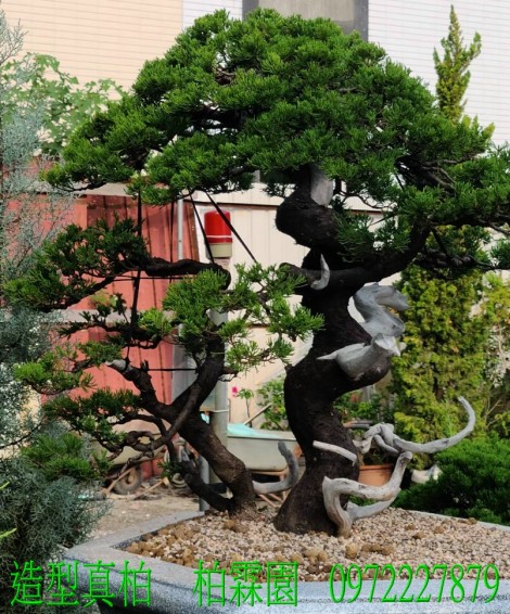 真柏,柏霖園行動版網頁,陳宥霖0972-227879,造型真柏盆景,庭園樹苗,買賣,批發