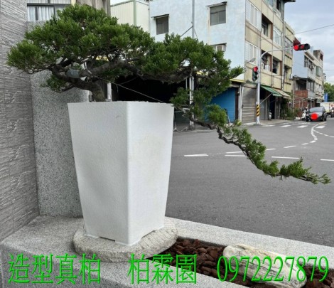 真柏,柏霖園行動版網頁,陳宥霖0972-227879,造型真柏盆景,庭園樹苗,買賣,批發