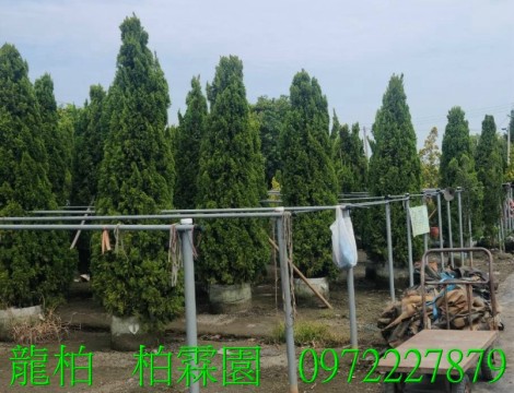 龍柏,柏霖園行動版網頁,陳宥霖0972-227879,龍柏樹苗,大型龍柏盆栽,買賣,批發