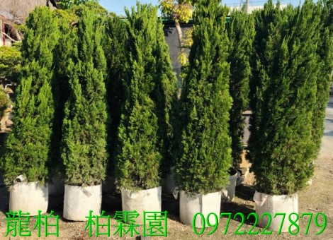 龍柏,柏霖園行動版網頁,陳宥霖0972-227879,龍柏樹苗,大型龍柏盆栽,買賣,批發