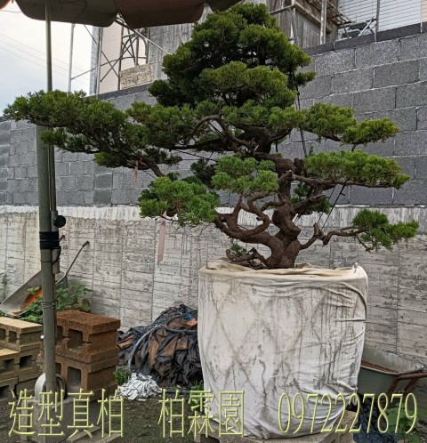 柏霖園,陳宥霖0972-227879,造型真柏盆景,庭園樹苗,買賣,批發