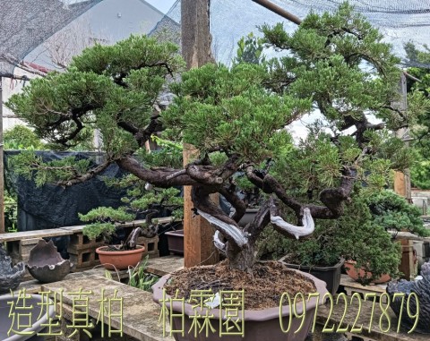 柏霖園,陳宥霖0972-227879,造型真柏盆景,庭園樹苗,買賣,批發