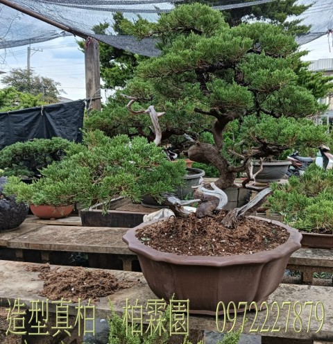 柏霖園,陳宥霖0972-227879,造型真柏盆景,庭園樹苗,買賣,批發