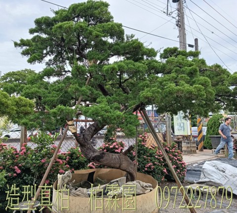 柏霖園,陳宥霖0972-227879,造型真柏盆景,庭園樹苗,買賣,批發