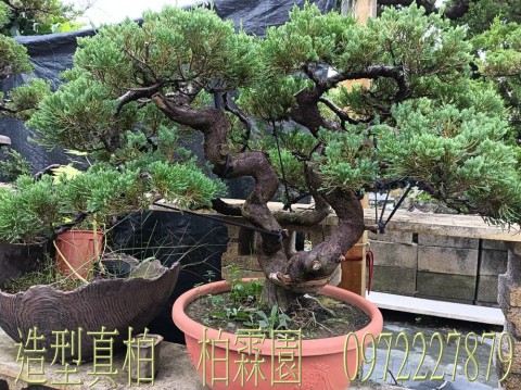 柏霖園,陳宥霖0972-227879,造型真柏盆景,庭園樹苗,買賣,批發