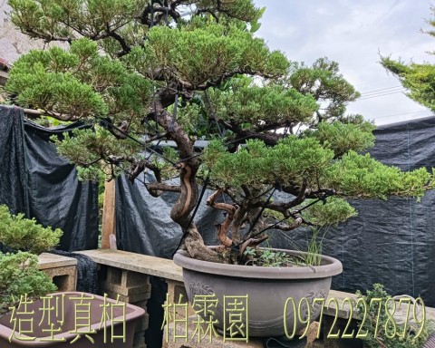 柏霖園,陳宥霖0972-227879,造型真柏盆景,庭園樹苗,買賣,批發
