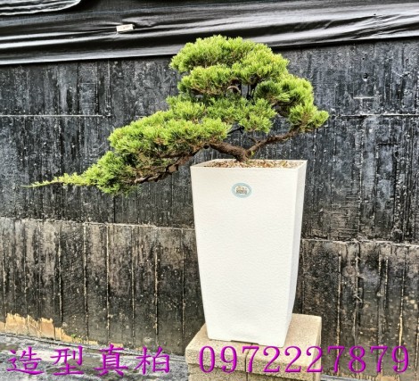 真柏,柏霖園行動版網頁,陳宥霖0972-227879,造型真柏盆景,庭園樹苗,買賣,批發
