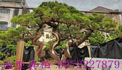 真柏,柏霖園行動版網頁,陳宥霖0972-227879,造型真柏盆景,庭園樹苗,買賣,批發