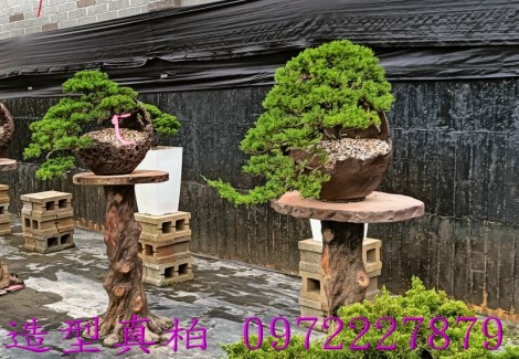 真柏,柏霖園行動版網頁,陳宥霖0972-227879,造型真柏盆景,庭園樹苗,買賣,批發
