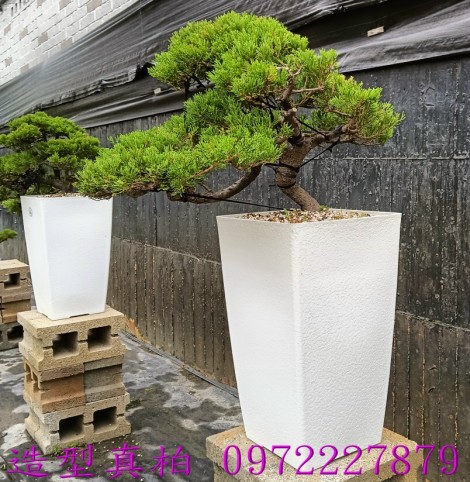 真柏,柏霖園行動版網頁,陳宥霖0972-227879,造型真柏盆景,庭園樹苗,買賣,批發