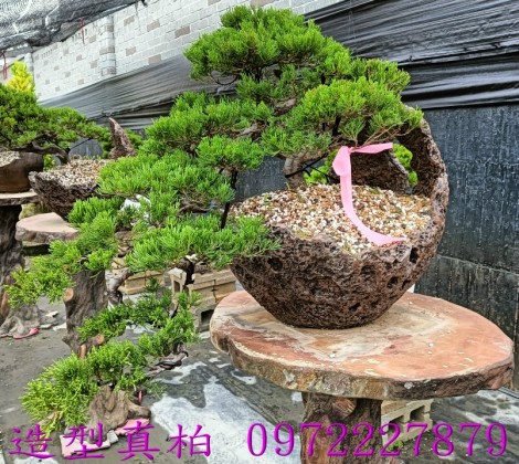 真柏,柏霖園行動版網頁,陳宥霖0972-227879,造型真柏盆景,庭園樹苗,買賣,批發