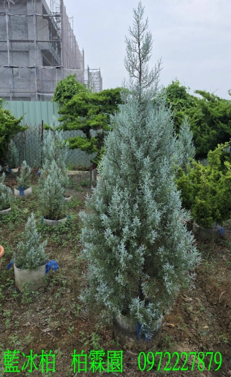 藍冰柏,藍冰柏樹,藍冰柏盆栽,藍冰柏樹買賣