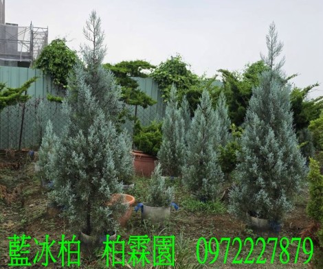 藍冰柏,藍冰柏樹,藍冰柏盆栽,藍冰柏樹買賣