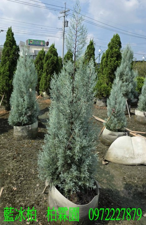 藍冰柏,藍冰柏樹,藍冰柏盆栽,藍冰柏樹買賣