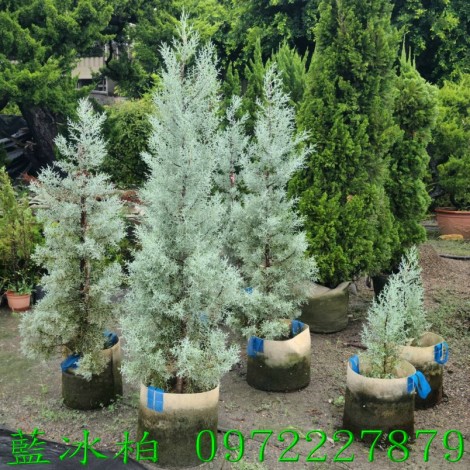 藍冰柏,藍冰柏樹,藍冰柏盆栽,藍冰柏樹買賣