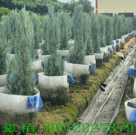 銀柏,銀柏樹,銀柏買賣,銀柏樹苗,銀柏樹苗買賣