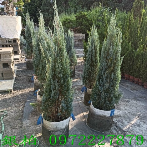 銀柏,銀柏樹,銀柏買賣,銀柏樹苗,銀柏樹苗買賣