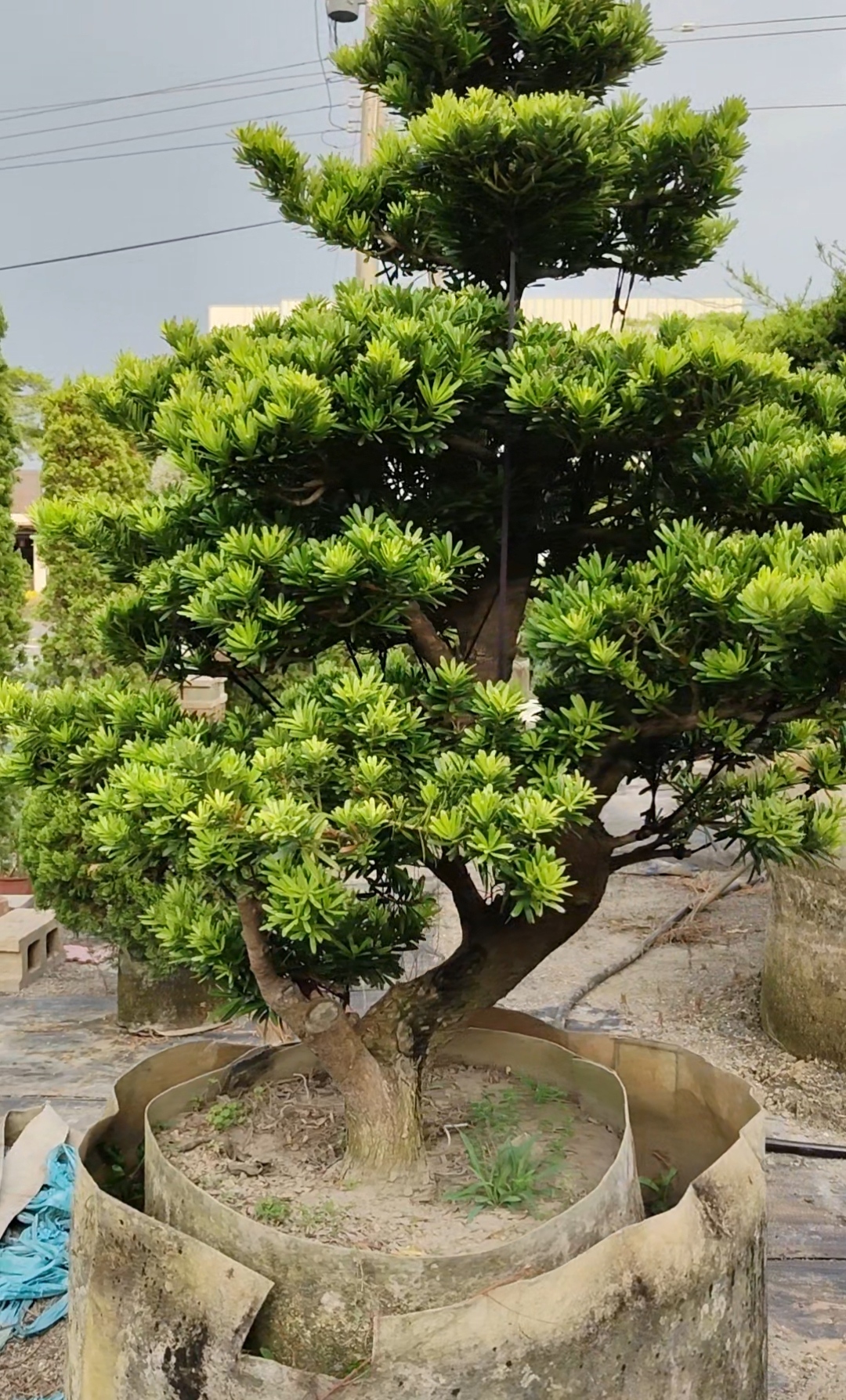 永靖造型羅漢松庭園景觀植栽照片四