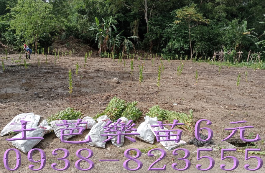 土芭樂苗準備裝車出貨