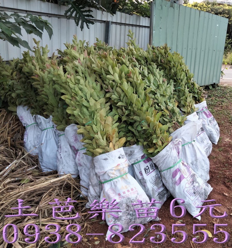 大量土芭樂苗整理綑綁