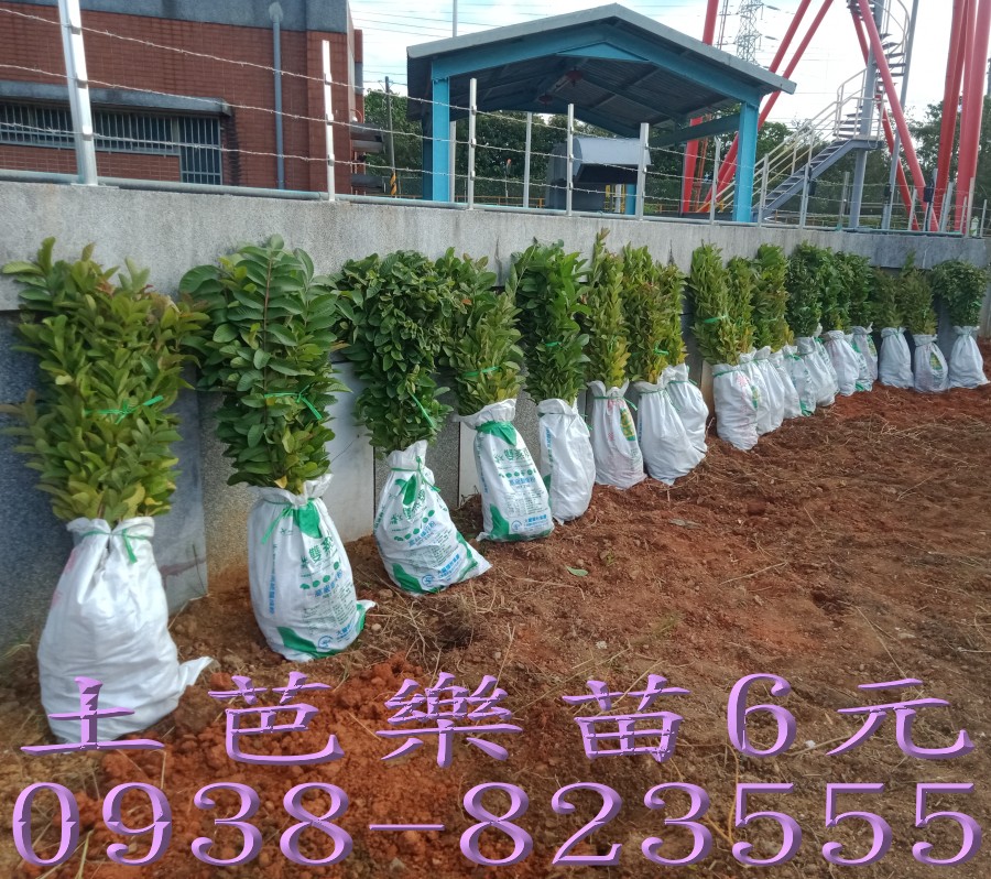 6元土芭樂苗大量供應