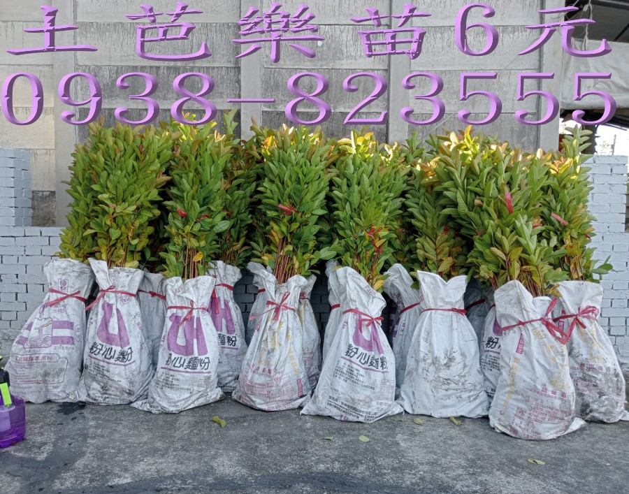 雲林土芭樂苗果園新植補植