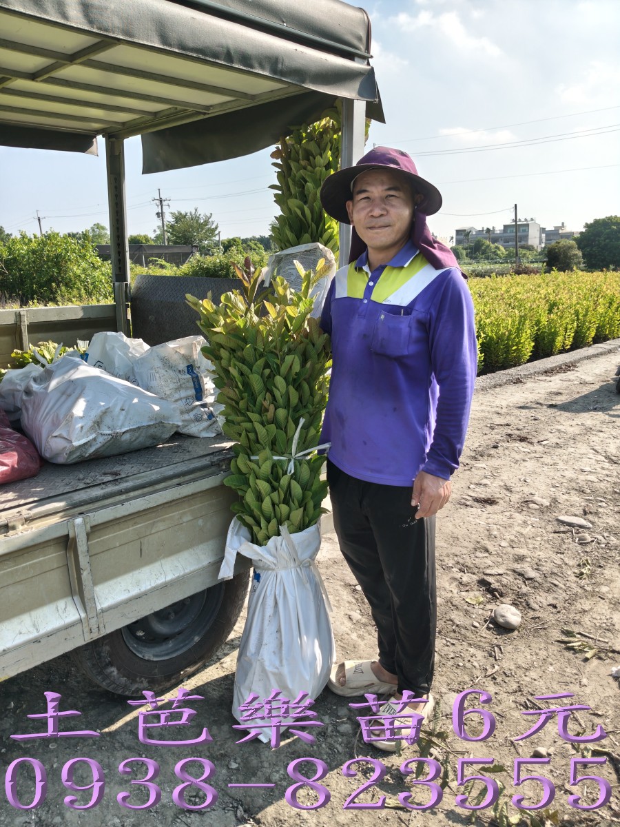 彰化永靖土芭樂苗苗園培育實景