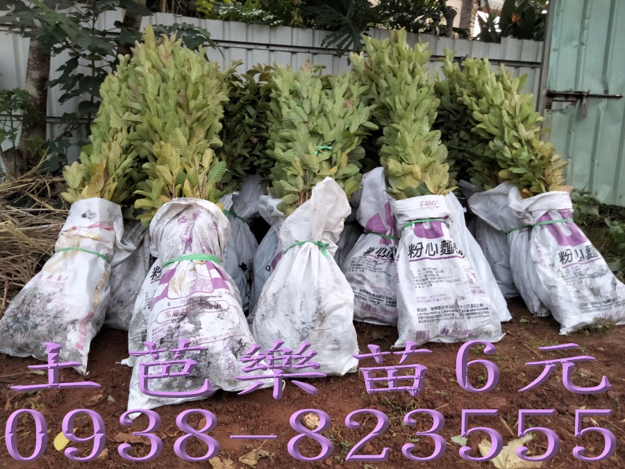 土芭樂苗挖苗後整理