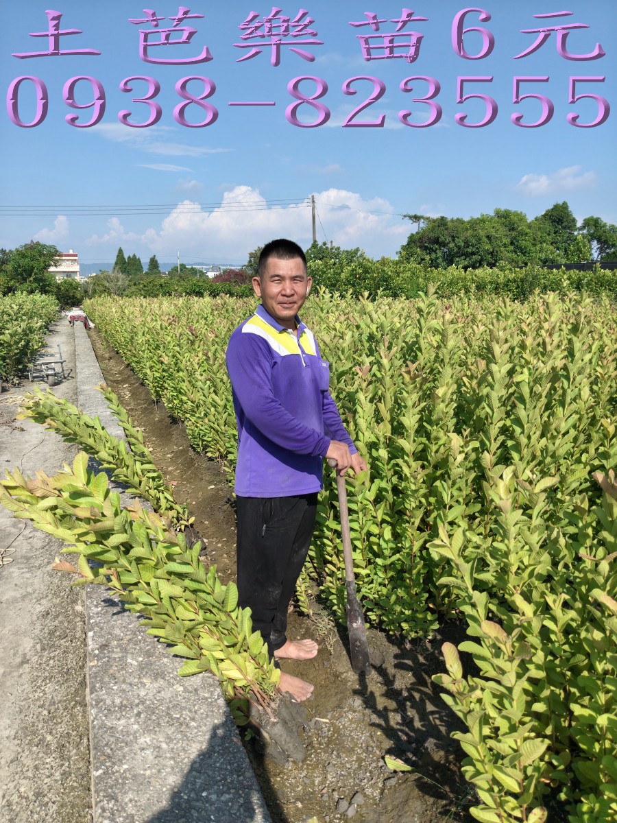 宜蘭土芭樂苗與珍珠芭樂苗需求