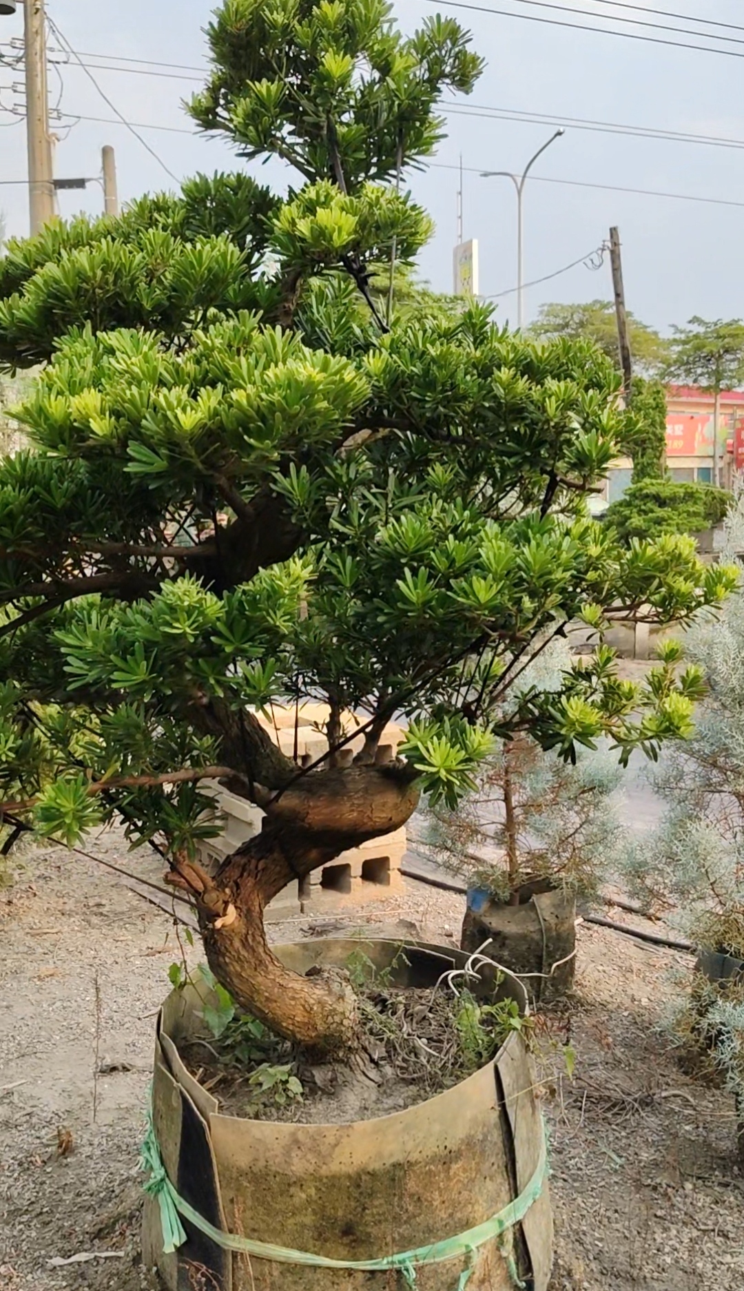 宥霖造型真柏造型羅漢松與庭園配置照片五