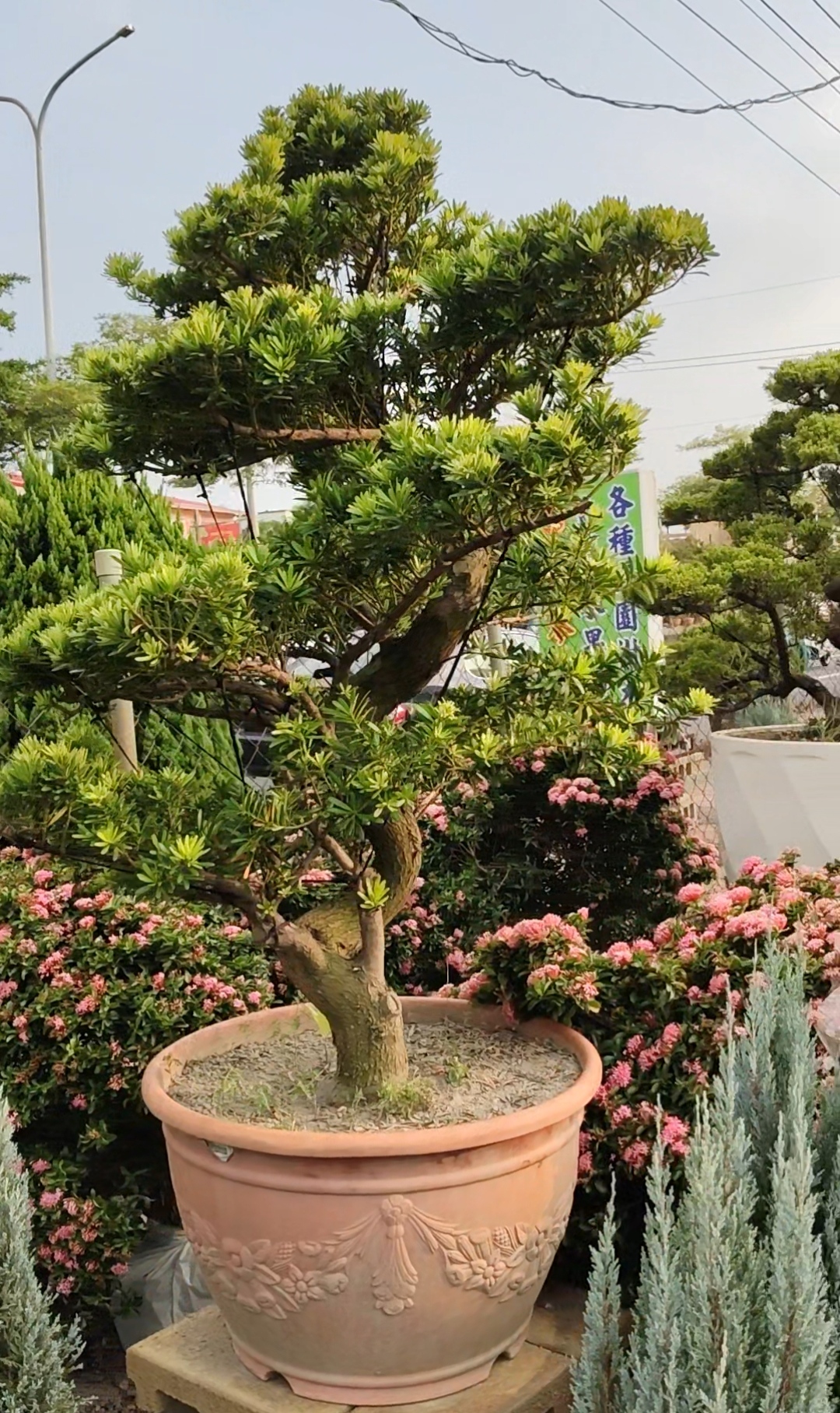 宥霖造型真柏羅漢松盆栽枝葉層次照片二