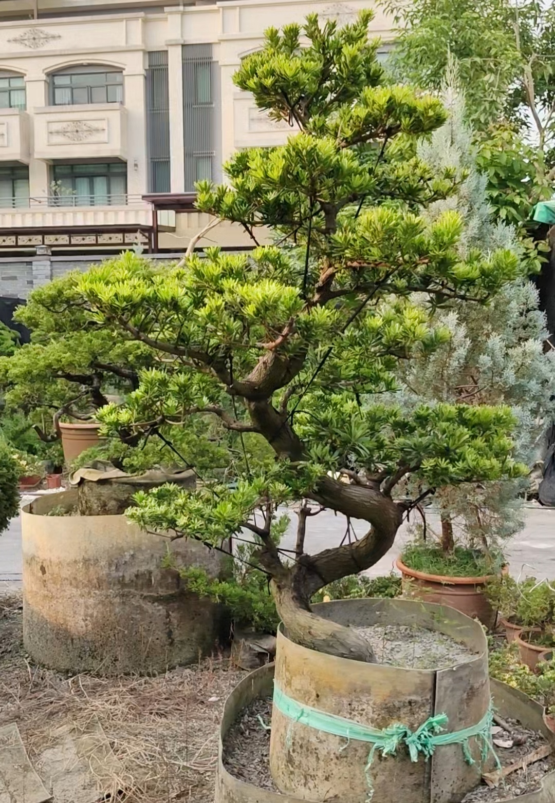 彰化造型羅漢松樹幹曲線與景觀樹形照片三