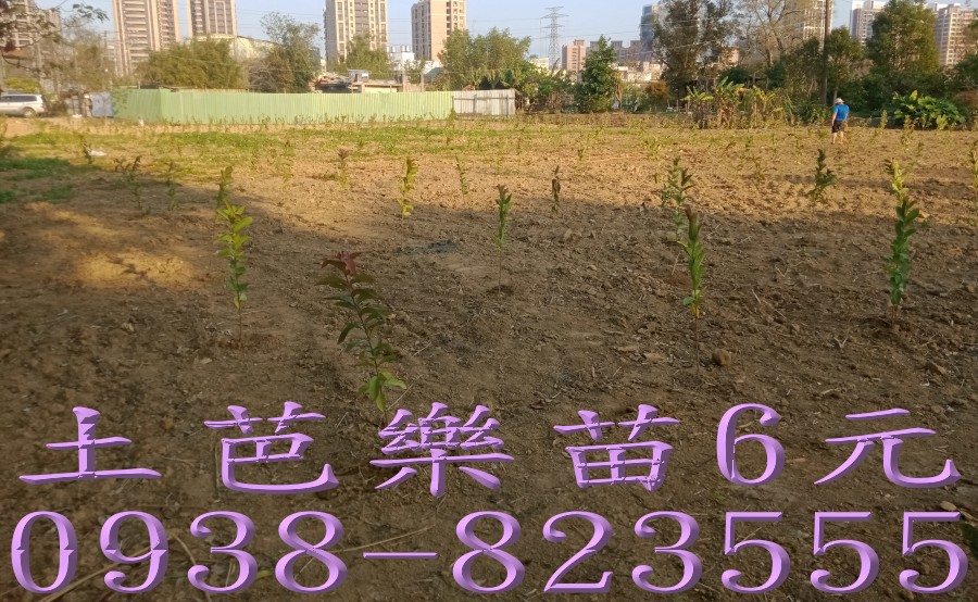 詹吉紘芭樂果樹苗園土芭樂苗供應