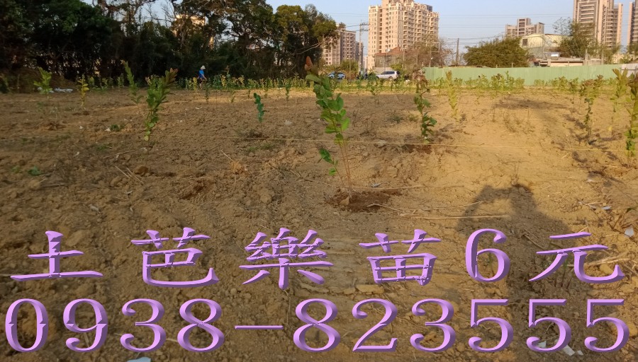 果園大量種植土芭樂苗實景