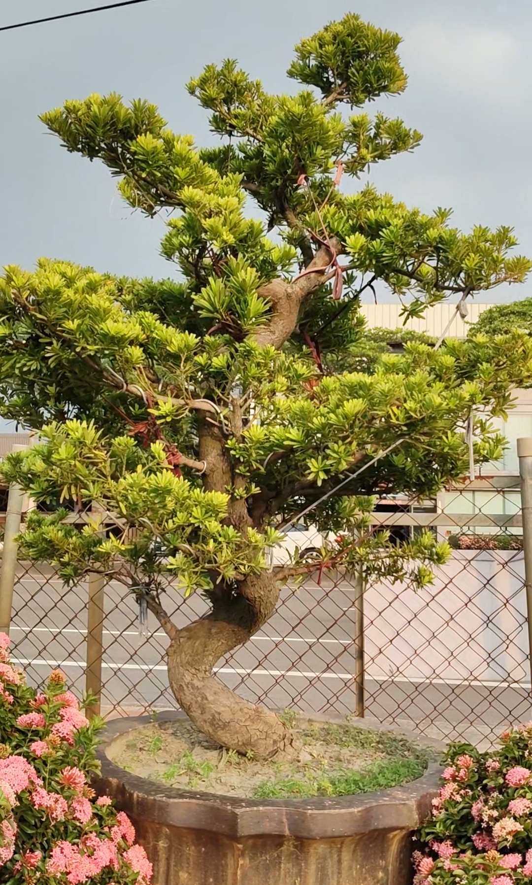 彰化永靖宥霖造型真柏的造型羅漢松實景照片一