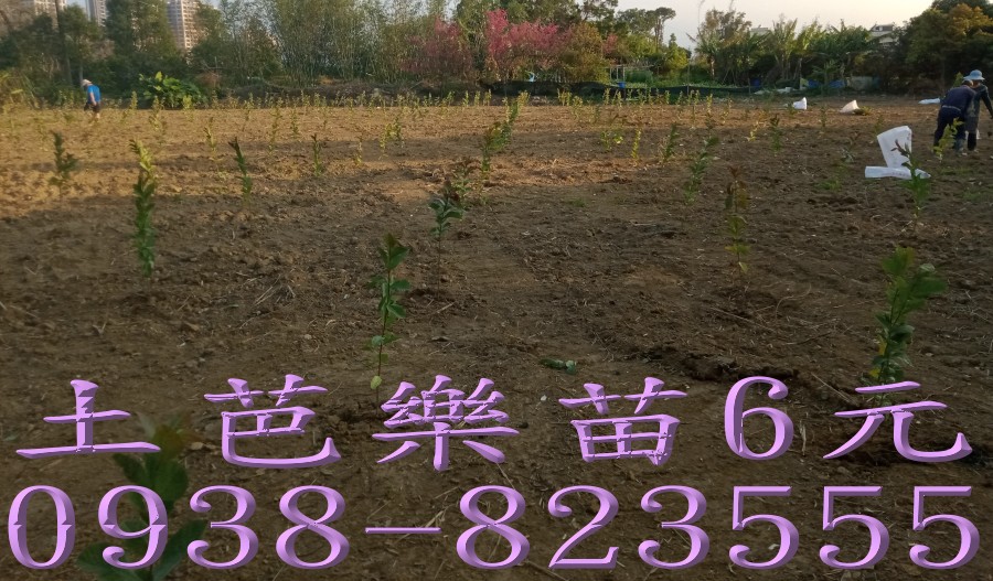 彰化永靖詹吉紘芭樂果樹苗園