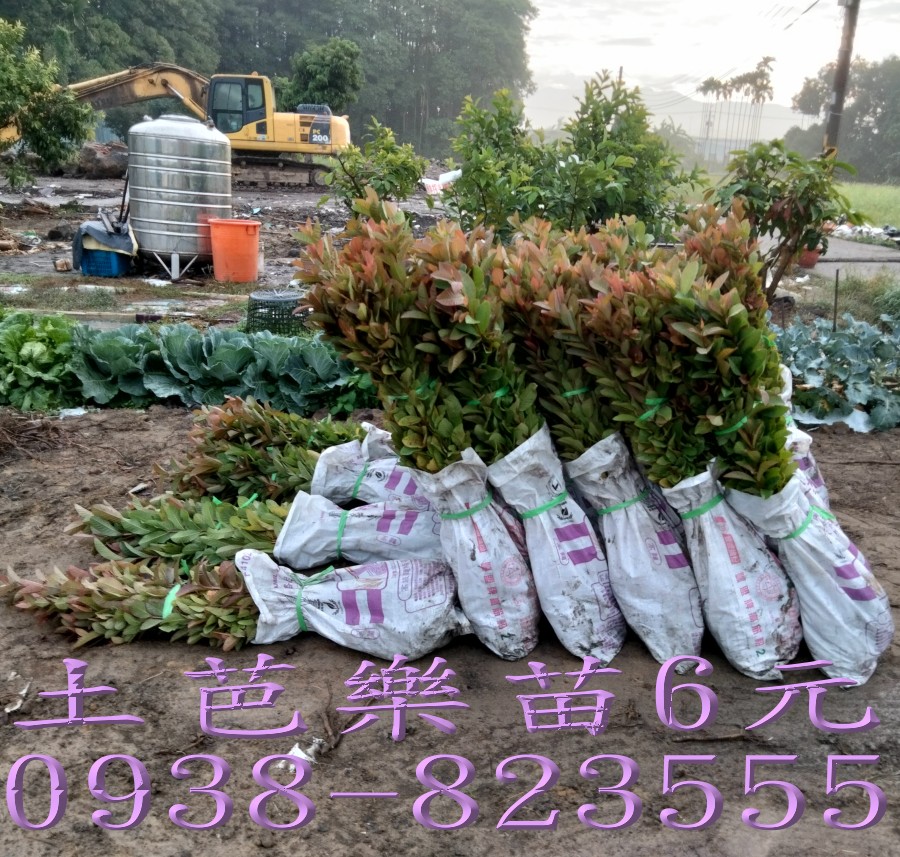 台東珍珠芭樂苗每株45元