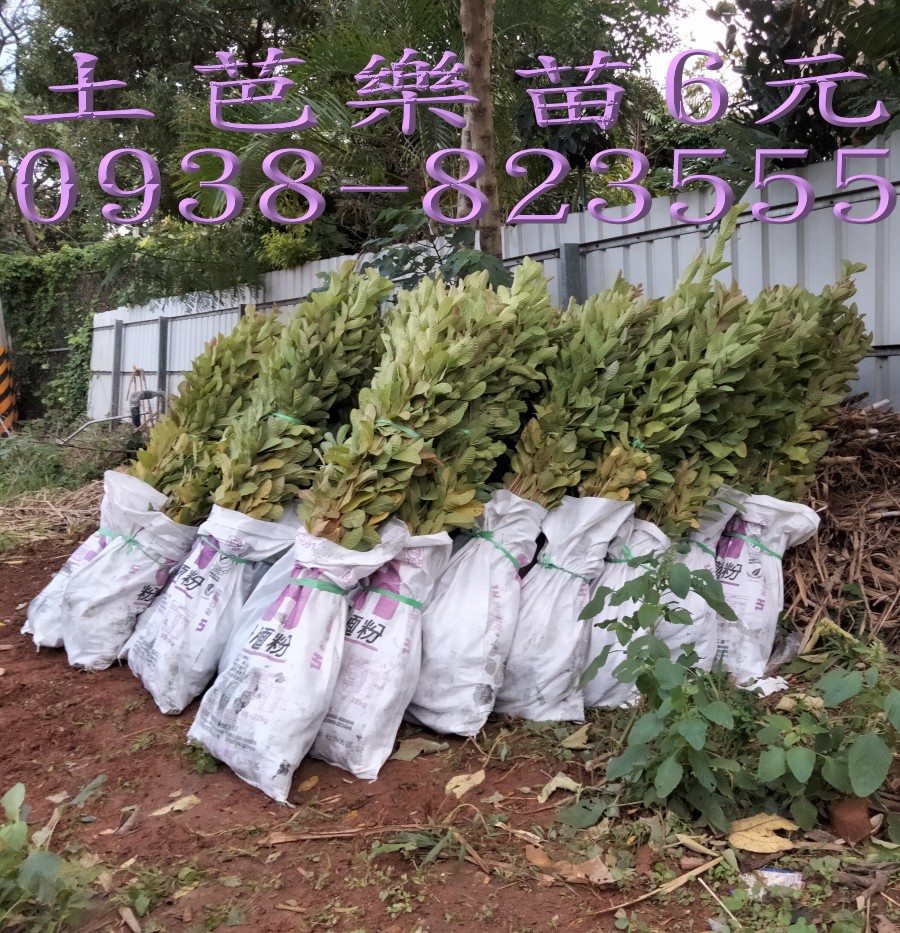 土芭樂苗人工挖苗作業