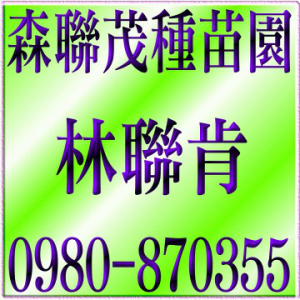 芭乐树苗,柠檬树苗,芒果树苗,柑橘树苗,酪梨苗,芭乐苗,柠檬苗,芒果苗,芭乐果苗,柠檬果苗,芒果果苗,柑橘果苗,释迦苗,蜜枣苗,水果苗,果树苗,水果种苗,龙眼苗,荔枝苗,莲雾苗,水蜜桃苗,龙眼苗,荔枝苗,莲雾苗,景观树,庭园树,草皮