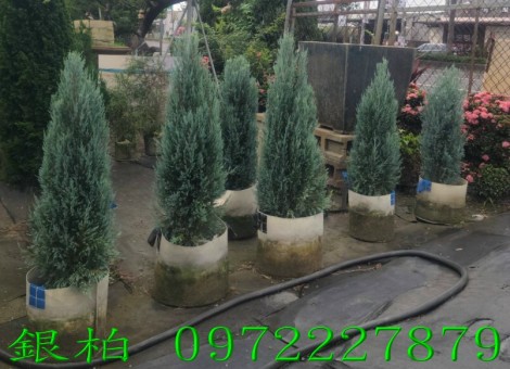 Ȭf,fM,M0972-227879,ƿùtm,M~gR:ȬfB]B֮B].pZG]ح]餧ͽp.