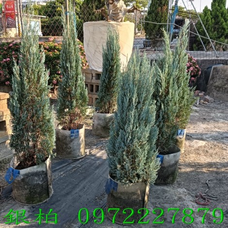 Ȭf,fM,M0972-227879,ƿùtm,M~gR:ȬfB]B֮B].pZG]ح]餧ͽp.